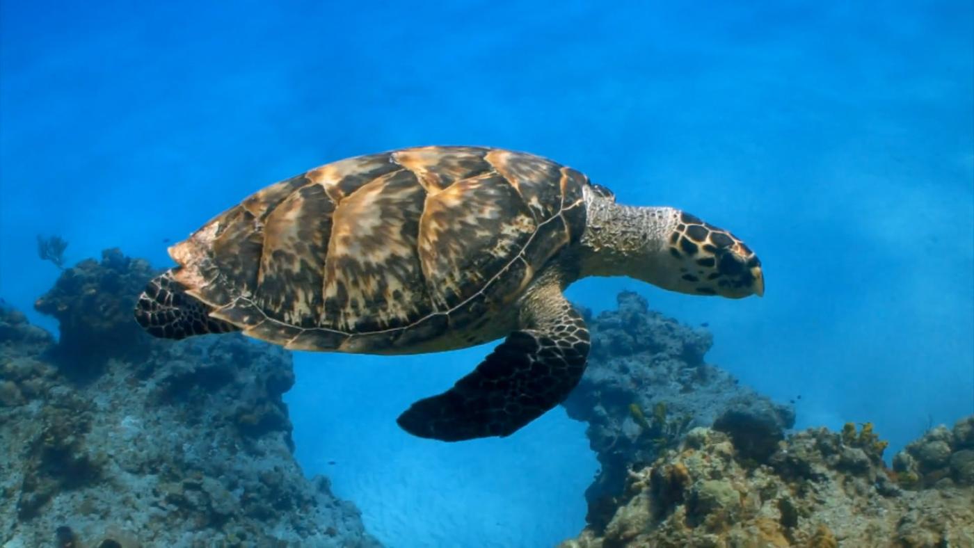 Turtle swimming underwater